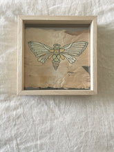 Load image into Gallery viewer, Cicada | Paperbark