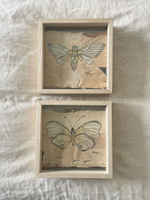 Load image into Gallery viewer, Cicada | Paperbark