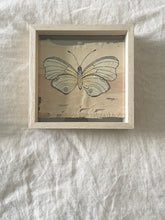 Load image into Gallery viewer, Pearly Owl Butterfly | Paperbark