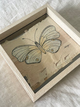 Load image into Gallery viewer, Pearly Owl Butterfly | Paperbark