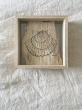 Load image into Gallery viewer, Scallop Shell | Paperbark