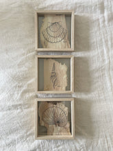 Load image into Gallery viewer, Tibias Spindle Shell | Paperbark