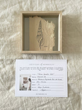 Load image into Gallery viewer, Tibias Spindle Shell | Paperbark