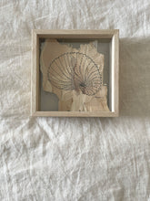 Load image into Gallery viewer, Paper Nautilus | Paperbark