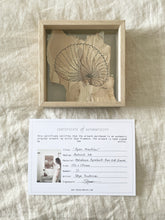 Load image into Gallery viewer, Paper Nautilus | Paperbark