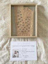 Load image into Gallery viewer, Fan Flower | Paperbark