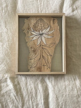 Load image into Gallery viewer, Waratah | Paperbark