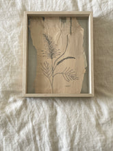 Load image into Gallery viewer, Grevillea | Paperbark