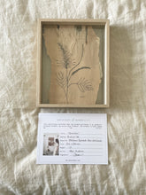 Load image into Gallery viewer, Grevillea | Paperbark