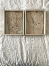 Load image into Gallery viewer, Flowering Gum | Paperbark