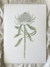 Load image into Gallery viewer, Telopea Speciosissima