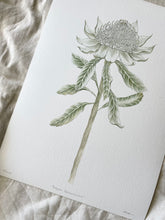 Load image into Gallery viewer, Telopea Speciosissima