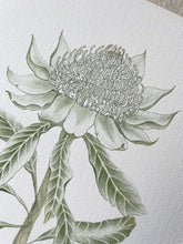 Load image into Gallery viewer, Telopea Speciosissima