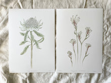 Load image into Gallery viewer, Telopea Speciosissima