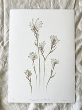 Load image into Gallery viewer, Anigozanthos - Bush Diamond