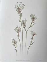 Load image into Gallery viewer, Anigozanthos - Bush Diamond
