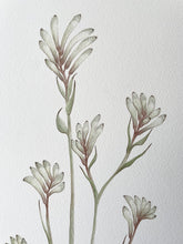 Load image into Gallery viewer, Anigozanthos - Bush Diamond