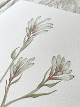 Load image into Gallery viewer, Anigozanthos - Bush Diamond