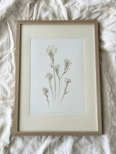 Load image into Gallery viewer, Anigozanthos - Bush Diamond