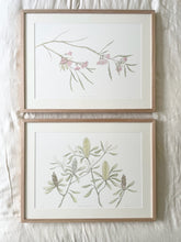 Load image into Gallery viewer, Eucalyptus Synandra | Framed Limited Edition