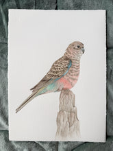 Load image into Gallery viewer, Bourkes Parrot