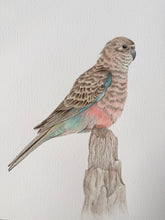 Load image into Gallery viewer, Bourkes Parrot