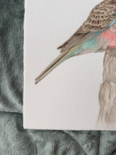 Load image into Gallery viewer, Bourkes Parrot