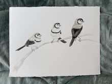 Load image into Gallery viewer, Double-Barred Finches
