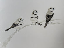 Load image into Gallery viewer, Double-Barred Finches
