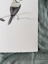 Load image into Gallery viewer, Double-Barred Finches