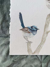 Load image into Gallery viewer, Superb Fairy Wrens