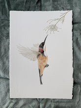 Load image into Gallery viewer, Eastern Spinebill