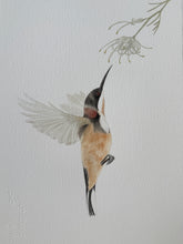 Load image into Gallery viewer, Eastern Spinebill