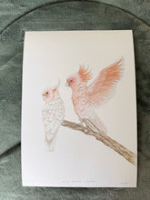 Load image into Gallery viewer, Major Mitchell Cockatoos