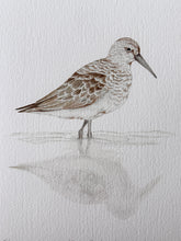 Load image into Gallery viewer, Curlew Sandpiper