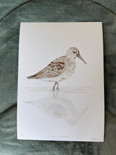 Load image into Gallery viewer, Curlew Sandpiper