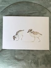Load image into Gallery viewer, Hooded Plover Chicks