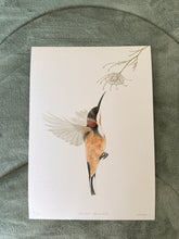 Load image into Gallery viewer, Eastern Spinebill