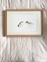 Load image into Gallery viewer, Hooded Plover Chicks