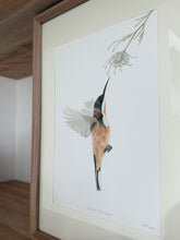 Load image into Gallery viewer, Eastern Spinebill