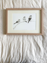 Load image into Gallery viewer, Double-Barred Finches