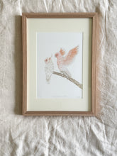 Load image into Gallery viewer, Major Mitchell Cockatoos