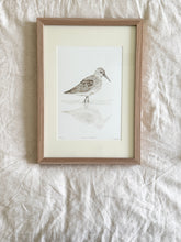 Load image into Gallery viewer, Curlew Sandpiper