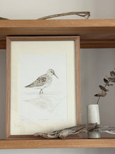 Load image into Gallery viewer, Curlew Sandpiper