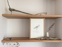 Load image into Gallery viewer, Curlew Sandpiper