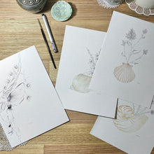 Load image into Gallery viewer, Mulla Mulla Scallop