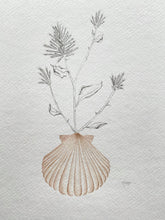Load image into Gallery viewer, Mulla Mulla Scallop