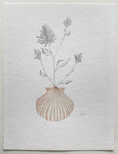 Load image into Gallery viewer, Mulla Mulla Scallop