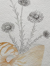 Load image into Gallery viewer, Paper Daisy Nautilus