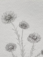 Load image into Gallery viewer, Paper Daisy Nautilus